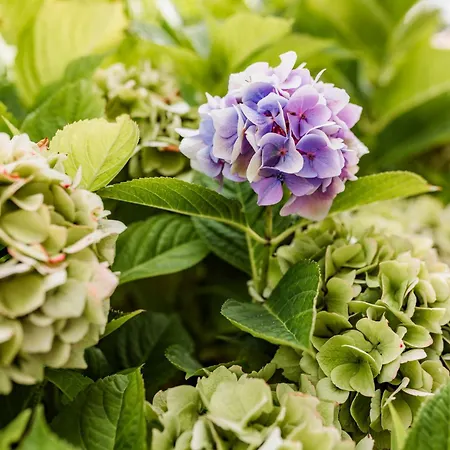 Marie 度假居 Oldsum